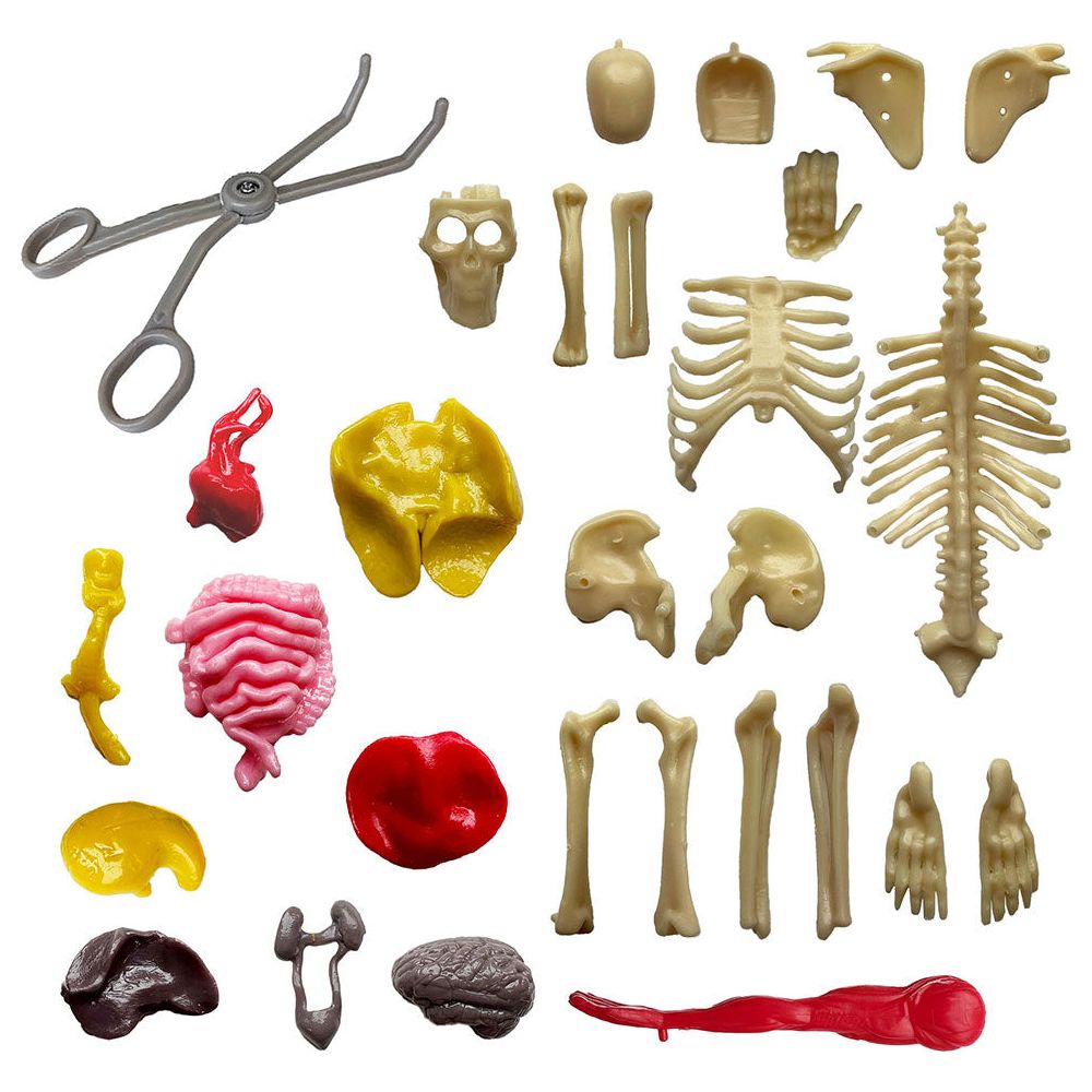 Thames & Kosmos Ooze Labs: Visible Human Body with Squishable Organs
