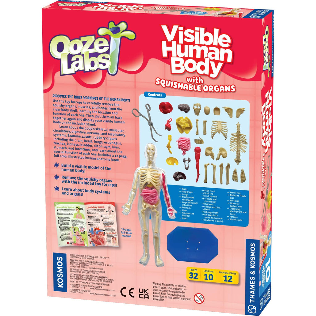 Thames & Kosmos Ooze Labs: Visible Human Body with Squishable Organs