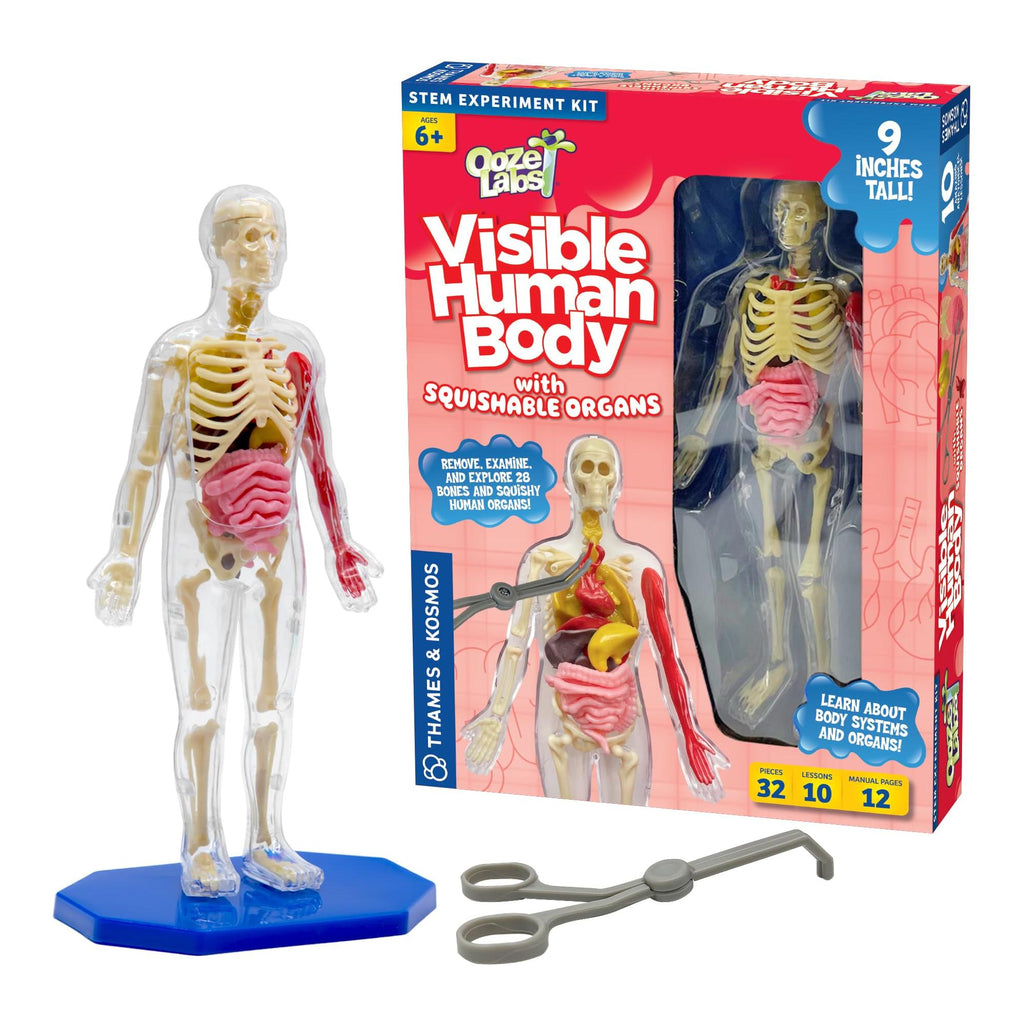 Thames & Kosmos Ooze Labs: Visible Human Body with Squishable Organs