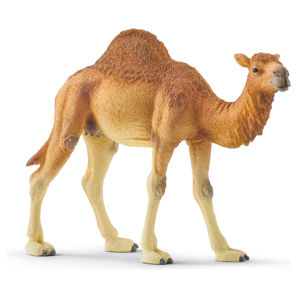 Schleich Wild Life Dromedary 14832 canada ontario one humped camel